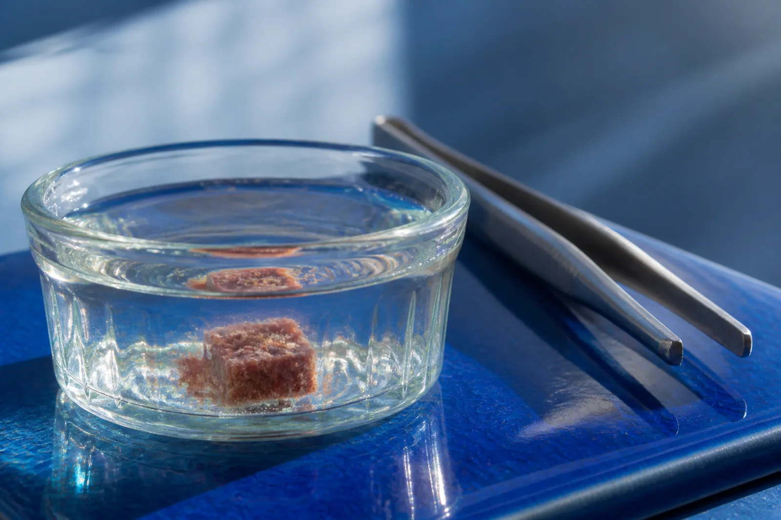 A frozen food cube thawing in a small dish of aquarium water beside a pair of tweezers