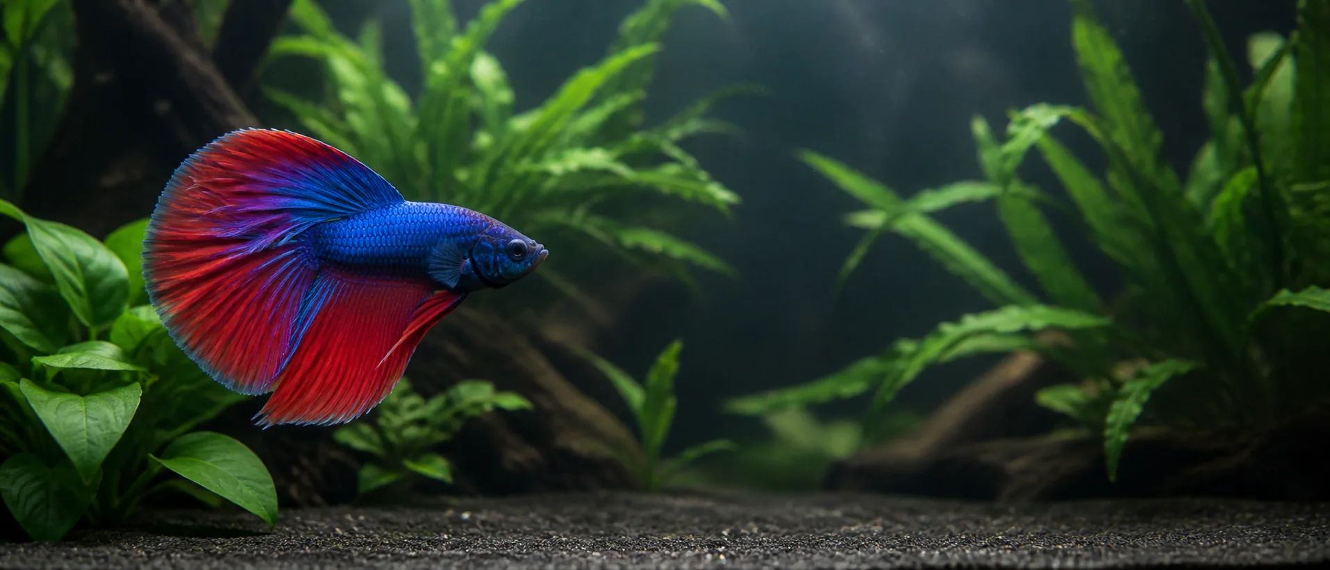 A single blue and red betta swimming calmly among broad green aquarium leaves